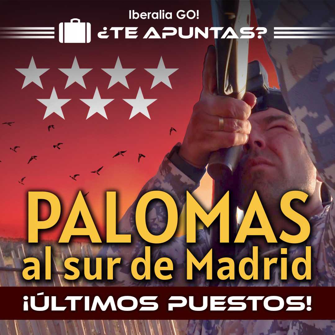 Palomas en Madrid